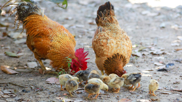 Question and Answer of the Week: Chicken words