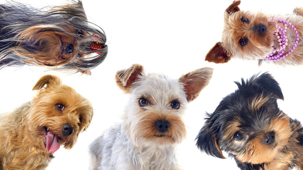 dogs can read canine emotions 狗可以读懂犬类同胞的情感